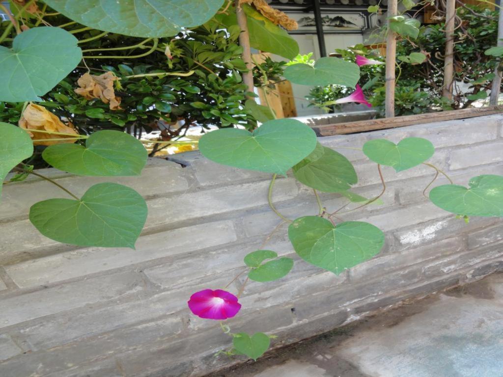 Dali Four Season Flower Inn Dali (Yunnan) Exterior photo